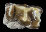 Hyracodon (Running Rhino) Tooth - South Dakota #60954-3